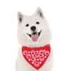 Hi-Vis Dog Reflective Bandana | Big Paws, Small Paws